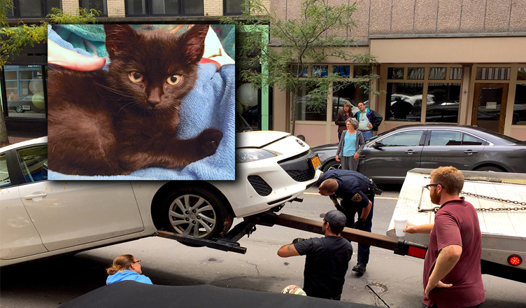 The Kitten That Brought Market Street to Its Knees